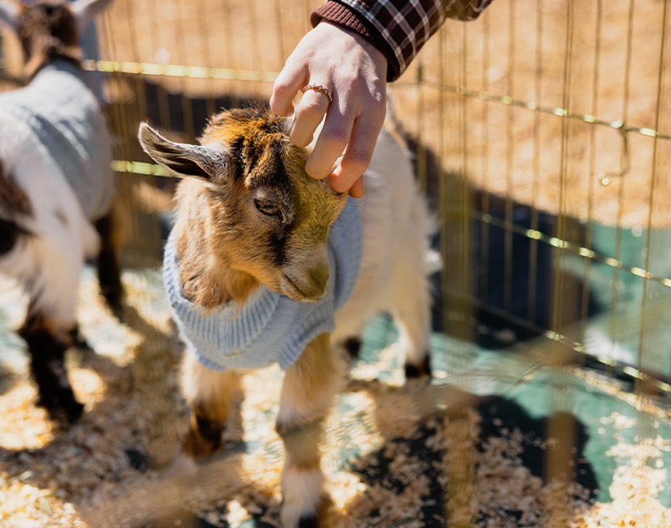 someone petting a goat in a petting zoo
