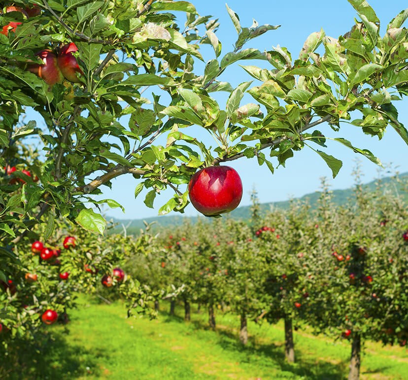 Let's Pick Apples