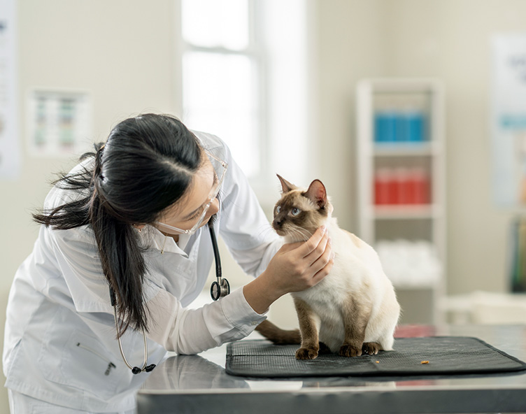 cat on table getting cared for by veterinarian