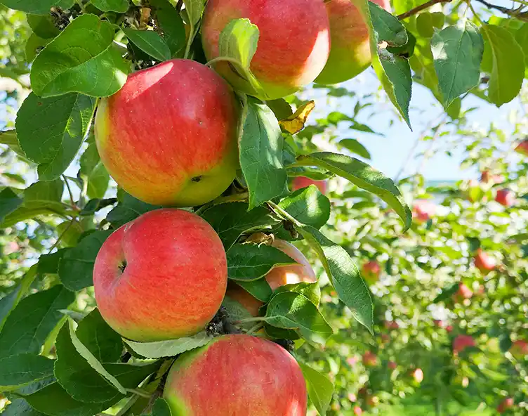 Pick Apples at Sky Top